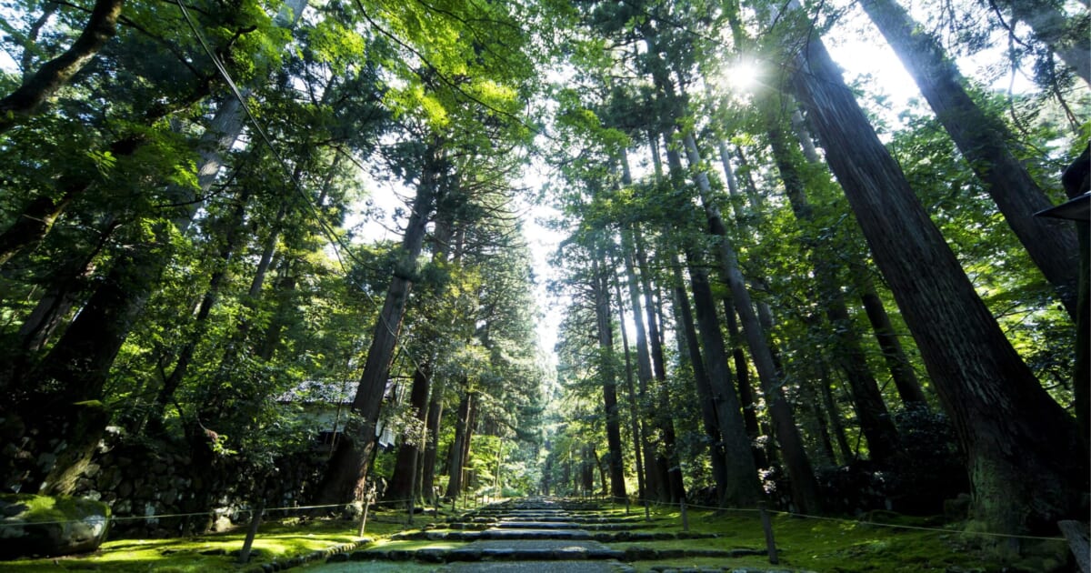 【PRESS RELEASE】白山平泉寺の静かな朝、蛍が舞う夜。初夏の勝山で、自然と文化に触れる「宿泊者向け体験プログラム」のご案内