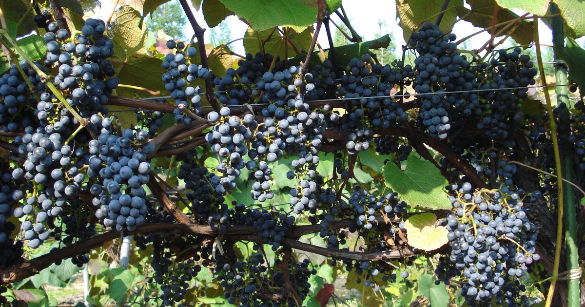 【PRESS RELEASE】山ぶどうのワインと、名水仕込みの日本酒。奥越の二つの酒文化を味わう宿泊プラン